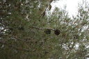gal/cro 08/_thb_small-IMG_4538.JPG